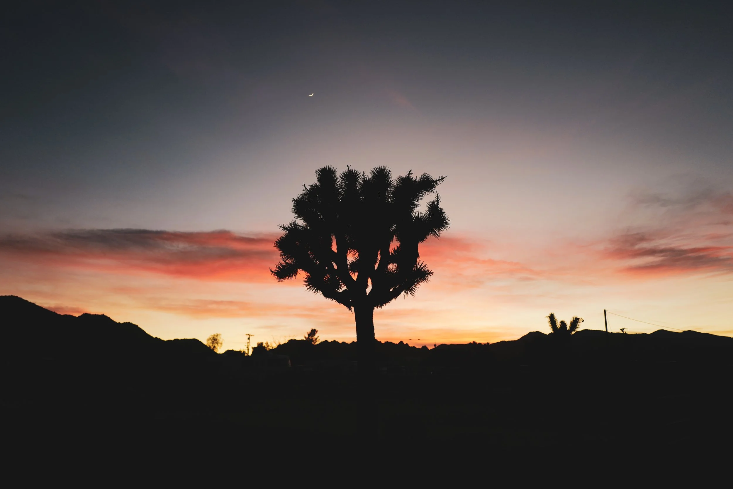 Joshua Tree vs Palm Springs: Which Desert Trip Is Right for You?